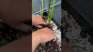 Philodendron shorts shortvideo plants anthurium philodendron dendron [upl. by Terrence920]