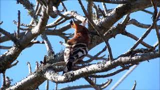 African Hoopoe male calling [upl. by Pahl32]