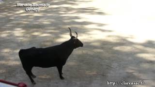 Lunel Course Camarguaise Avenir 19 juin 2016 Saumade Génépy [upl. by Yeltrab]