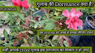 🌹गुलाब की Dormance क्या है। 🌿 आइए जानते है सरल सब्दों मे।। full detail 🌿 [upl. by Hadlee]