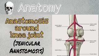 Anastomosis around knee joint  genicular Anastomosis [upl. by Eelirak]