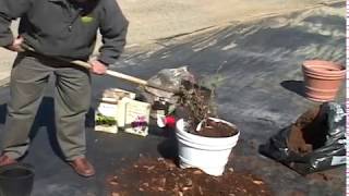 Blueberries Planted In A Container [upl. by Gilder]