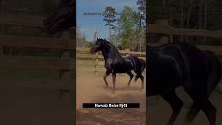 Kala ghoda🐎🔥 blackhorse blackpanther xtreme youtubeshorts viralvideo trending subscribe [upl. by Eisdnil]