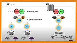 Signal Transduction Pathways GProtein Receptor Tyrosine Kinase cGMP [upl. by Segal509]