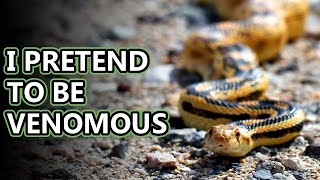 Gopher Snake facts you are what you eat  Animal Fact Files [upl. by Sitra]