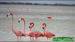 Wildlife Dominican Republic [upl. by Karney]