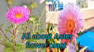 All about Aster flower plant care and fertilizer [upl. by Good972]