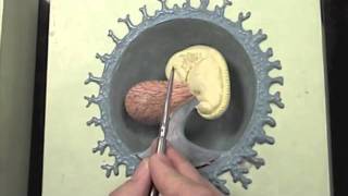 Early stages of human embryo modelmov [upl. by Ahsema]