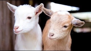 Cute Baby Goats Fooling around 🐐 [upl. by Rockey]