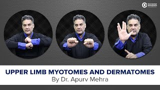 Upper limb Myotomes and Dermatomes by The Master Blaster DrApurv Mehra ConceptualOrthopedics [upl. by Thgiwd844]