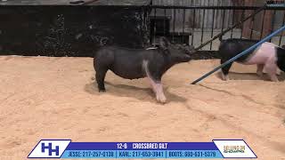 126 CROSSBRED GILT  Heimer Hampshires Sept 23 2024 Sale [upl. by Amend]