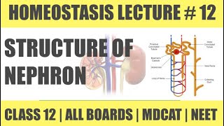 STRUCTURE AND TYPES OF NEPHRON 1  CHAP HOMEOSTASIS  CLASS 12  MDCAT SERIES [upl. by Ruprecht]