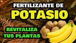 Té de Plátano y Patata 🍌 Fertilizante CASERO de Potasio 🥔 Abono Fácil y Orgánico para Plantas [upl. by Deeann141]