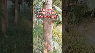 Teak tree quotसागौन का पेड़quot Sagaun ka ped teakwood teak tree furniture furnituredesign sagaun [upl. by Henriha551]