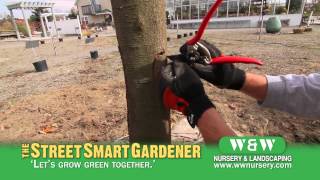 Healing a Tree Wound  The Street Smart Gardener [upl. by Huxley]