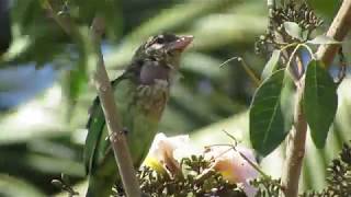 White Cheeked Barbet Call [upl. by Ellwood]