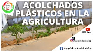 ¿CONOCES LOS TIPOS DE ACOLCHADOS EN LA AGRICULTURA [upl. by Nytnerb]