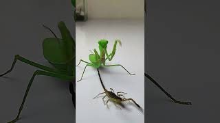 Praying Mantis vs Scorpion insects mantis scorpion animals [upl. by Adliw]