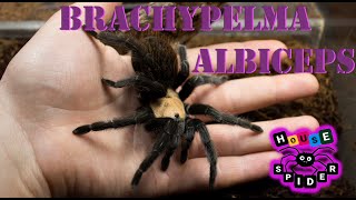 Паук птицеед Brachypelma albiceps содержание и уход [upl. by Sivra]