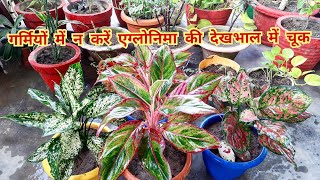 aglaonema की देखभाल में गर्मियों में न करें गलती aglaonema plant care in summer [upl. by Balsam]