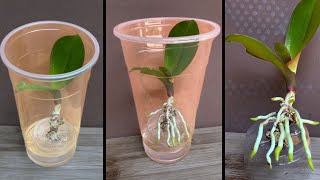 This tip helps orchids quickly take root and produce young leaves [upl. by Enilasor]