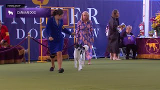 Canaan Dogs  Breed Judging 2024 [upl. by Chucho262]