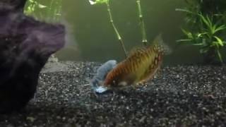 Female Gouramis Fighting [upl. by Ddart]