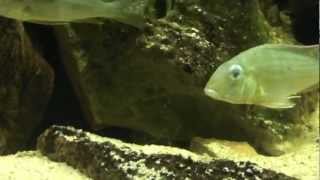 Geophagus altifrons Tocantins [upl. by Adnael273]