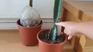 HOW TO CARE FOR YOUR CEREUS PERUVIANUS PERUVIAN CACTUS Growing Watering amp Propagation [upl. by O'Carroll]