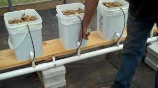 Dutch Bucket Aquaponics [upl. by Ennyletak]