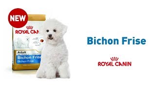 The Bichon Frise  Royal Canin Breed Health Nutrition [upl. by Fuhrman]