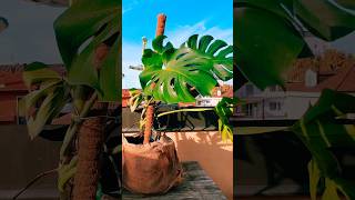 Monstera Repotting 🪴 Watch the full video on my YouTube monstera houseplants monsteraplant [upl. by Gnilrits635]