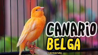 Canario Belga Cantando 204 Canto de Canário Belga para Esquentar Qualquer Canário Frio [upl. by Rice677]