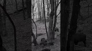 Wild boars wildanimals forest countrylife trailcam 2024 piglets biodiversity forestlife [upl. by Debora48]