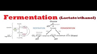 Glycolysis NAD Regeneration and Fermentation [upl. by Asor]