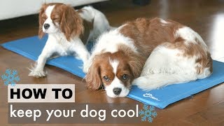 How To Keep Your Dog Cool in the Summer  Tips for Dogs  Herky the Cavalier Puppy Milton [upl. by Ssur]