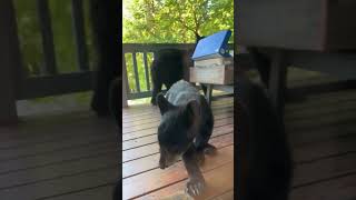 Family of Bears Watches from Front Porch of Vacation Home [upl. by Enwahs]