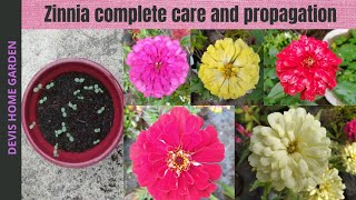 ஜினியா🌹 செடி  How to grow and care zinnia plant from seeds in tamil  Devis home garden zinnia [upl. by Victor]