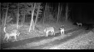 Tomahawk Trail Camera April 7th 2024 Violent content Be advised [upl. by Higginbotham]