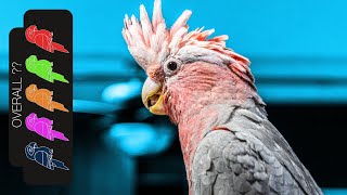 Galah Cockatoo The Best Pet Parrot [upl. by Herwig]