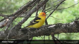 Western Tanager Song [upl. by Norrab606]