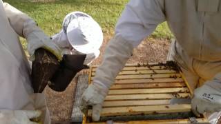 Treating a hive with powder sugar for Varroa Mite Destructor [upl. by Elvis841]