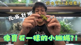 【你也可以這樣養】 快Hold不住啦吃手指維生的小蜥蜴孔雀針蜥Sceloporus malachiticus｜爬爬食堂 [upl. by Arvy379]