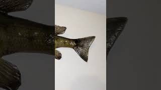 Taxidermy Fish Collection  Walleye Muskie Gar Perch Bass Sea Robin Bowfin Catfish Shark shorts [upl. by Sims]