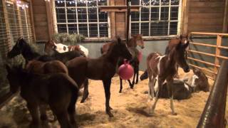 A visit to Last Chance Corral foal rescue [upl. by Keynes]