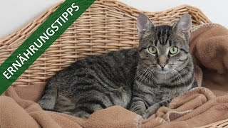 Ernährungstipps für Katzen  TierheimTV informiert [upl. by Fenwick]