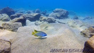 Chizumulu Island  Lake Malawi Cichlids  HD Underwater Footage [upl. by Grantland]