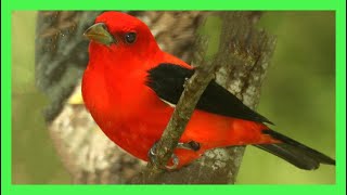 Scarlet Tanager Song Call Sound Singing  Tangará Rojinegra Migratoria Canto  Piranga Olivacea [upl. by Kimmi685]