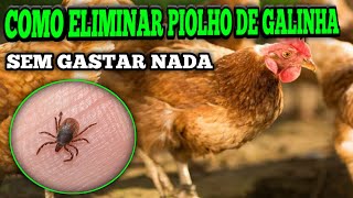 Como EliminarPIOLHOde GALINHA sem GASTAR um CENTAVOMata piolho carrapatopulgas [upl. by Llerrot]