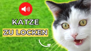 Katzen zu sich locken 🐈 [upl. by Eanrahs]